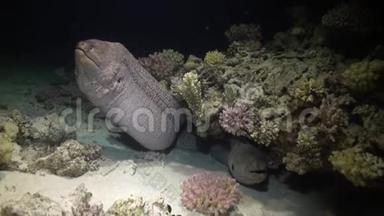 珊瑚中的莫赖鳗鱼在红海沙底的蓝色背景上。